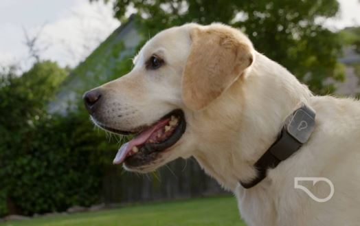 Whistle GPS Pet Tracker For dogs, cats, rabbits, and others