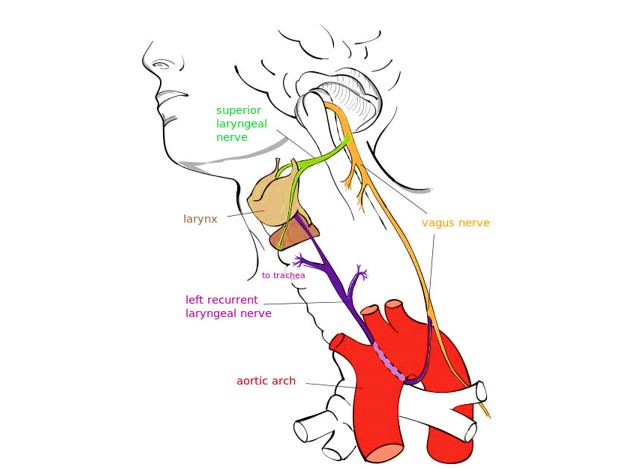  vagus nerve distribution  
